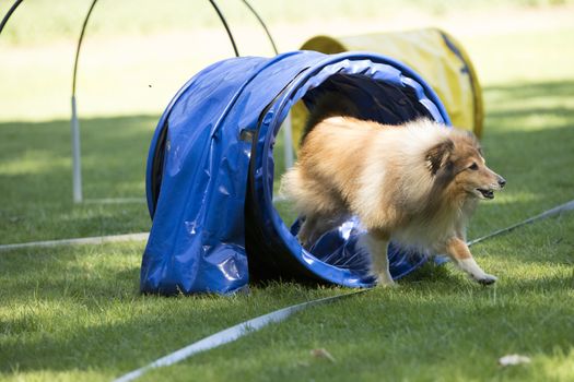 Dog, Shetland Sheepdog, running through agility tunnel, hooper training