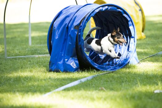 Dog, Jack Russel Terrier, running through agility tunnel, hooper training