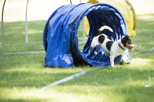 Dog, Jack Russel Terrier, running through agility tunnel, hooper training