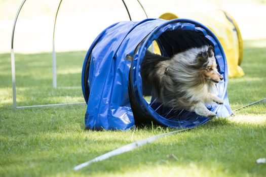 Dog, Shetland Sheepdog, running through agility tunnel, hooper training