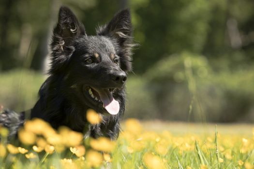 Dog, Border Collie, headshot yellow flowers