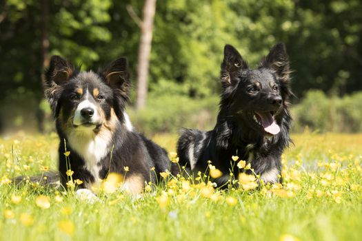 Two dogs, Border Collie, lying in the grass with yellow flowers