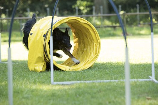 Dog, Border Collie, running through agility tunnel hooper training