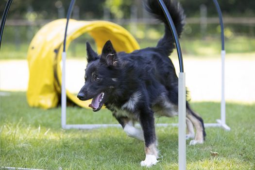 Dog, Border Collie, running through hoopers, agility trianing