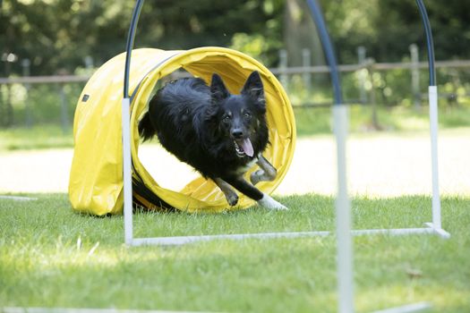 Dog, Border Collie, running through agility tunnel, hooper training