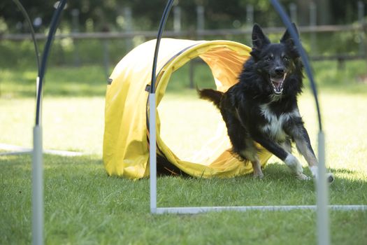 Dog, Border Collie, running agility and hooper training