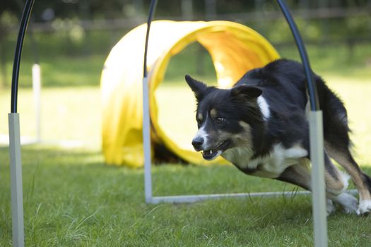 Dog, Border Collie, running agility hooper training