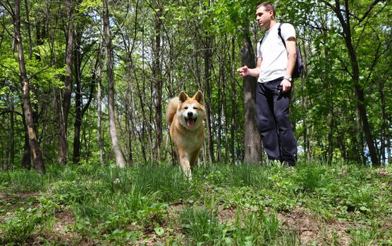 Akita Inu puppy and young man walking in the forest