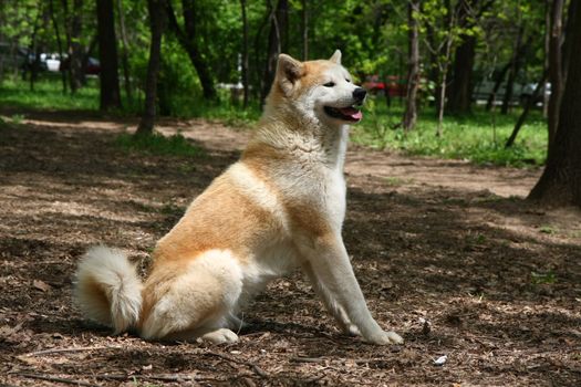 Beautiful Akita inu female posing in public park