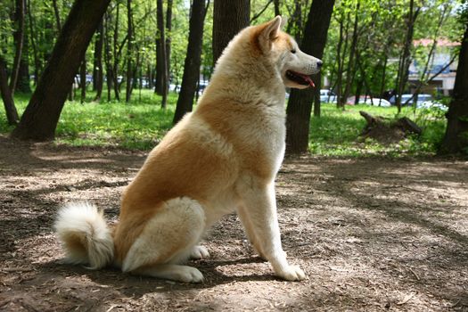 Beautiful Akita inu female posing in public park