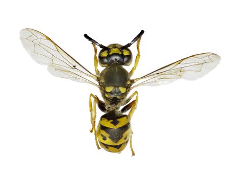 German Wasp on white Background  -  Vespula germanica (Fabricius, 1793)

