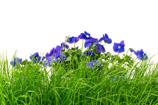 Young green grass and blue pansies, against white background.