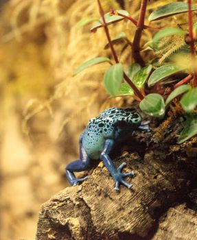 Blue poison dart frog Dendrobates tinctorius azureus is known by its native name okopipi and is found in Suriname and Brazil.