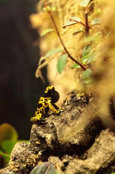 Bumble bee poison dart frog Dendrobates leucomelas is found in bromeliads in tropical South America