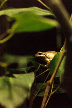 Northern Pacific Tree Frog Pseudacris regilla can be found along the West Coast of the United States