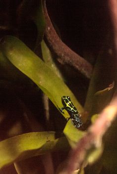 Iridescent variable poison dart frog Ranitomeya variabilis is found in the tropical rain forest of Peru