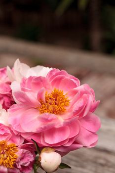 White and pink peony flower Paeonia bouquet in a vase in spring