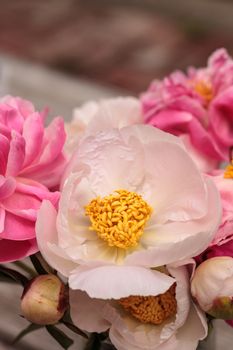 White and pink peony flower Paeonia bouquet in a vase in spring