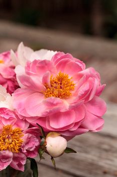 White and pink peony flower Paeonia bouquet in a vase in spring