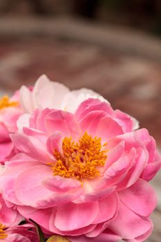 White and pink peony flower Paeonia bouquet in a vase in spring