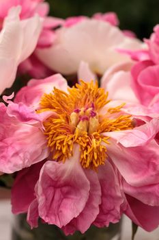 White and pink peony flower Paeonia bouquet in a vase in spring