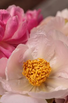 White and pink peony flower Paeonia bouquet in a vase in spring