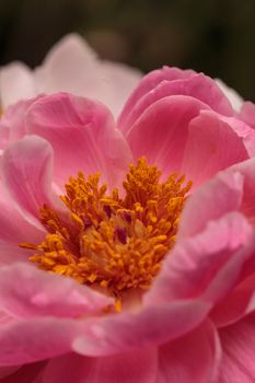 White and pink peony flower Paeonia bouquet in a vase in spring