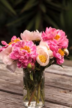 White and pink peony flower Paeonia bouquet in a vase in spring