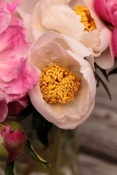 White and pink peony flower Paeonia bouquet in a vase in spring