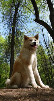 Beautiful Akita inu female posing in public park
