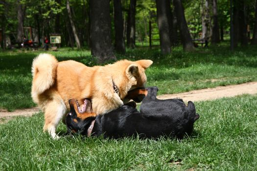 Rottweiler and Akita Inu puppies playing in public park