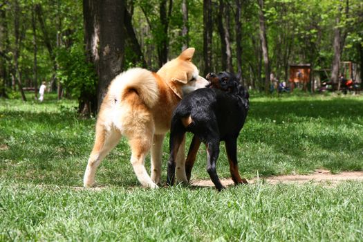 Rottweiler and Akita Inu puppies playing in public park