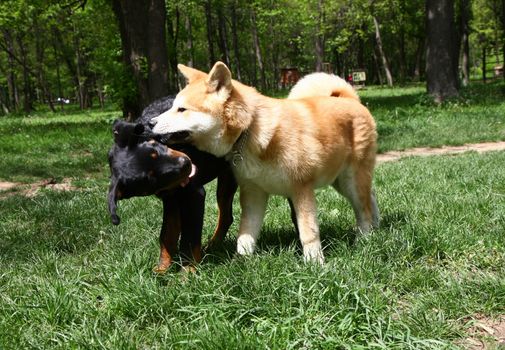 Rottweiler and Akita Inu puppies playing in public park