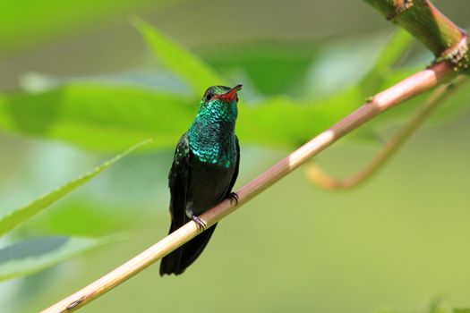 Hummingbird Canivet's Emerald, chlorostilbon canivetii, sitting on a branch, Nicaragua, well seen in Costa Rica too