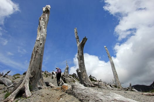 Dead trees from eruption of Chaiten volcano, south of Chile
