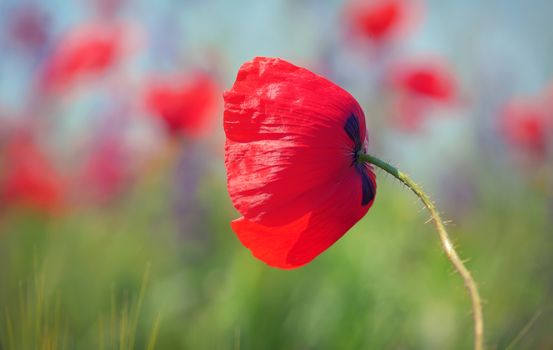 Poppy  flowers on field in summer