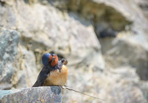 Swallow, Hirundo rustica on rock