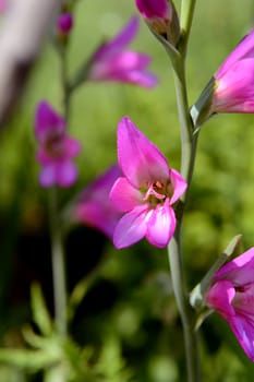 Bright pink gladiolus bloom on a flower stem in selective focus