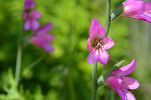 Pink gladiolus flowers in selective focus against a background of further blooms