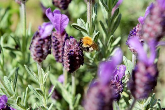 Small bee collecting nectar from purple flowers of a butterfly lavender plant