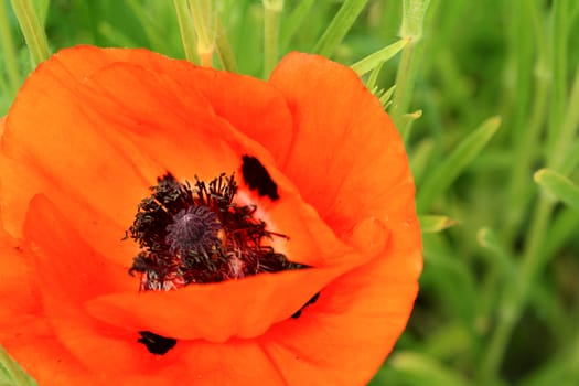 Vibrant red poppy flower with black stamen among lush green foliage