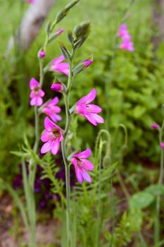 Stem of pink gladioli flowers growing in a lush flower bed