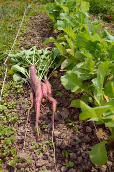 Newly harvested long radishes on the ground, next to line of plants still growing in a vegetable patch