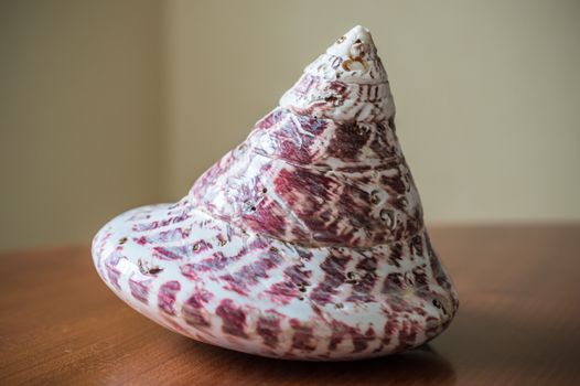 Old seashell in white violet colors on a brown table on a light background