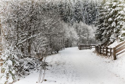 First snow of winter season in a mountain path in the natural park, Italy