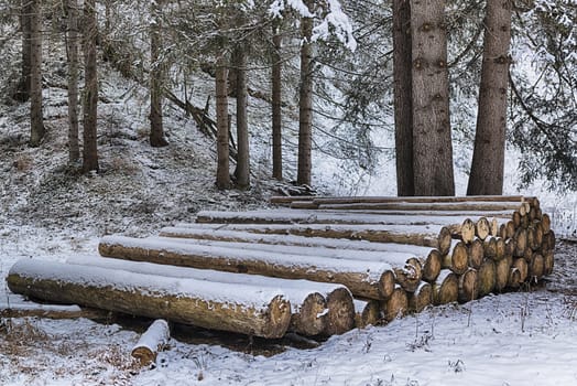 wooden trunks lined up in the snowy forest