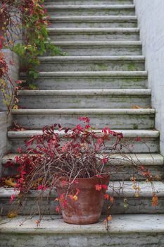 Red autumn ivy on stone stairs of a mansion