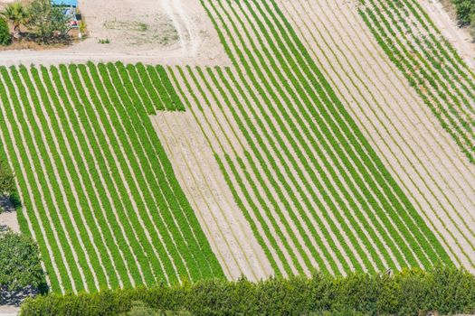 Bird perspective in various fields, Mallorca, Spain