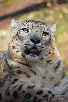 Close up portrait of male snow leopard (or ounce, Panthera uncia) looking at camera, low angle view