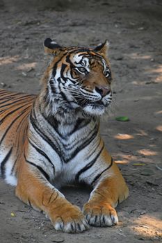 Close up of Sumatran tiger (Panthera tigris sumatrae) laying resting on the ground and looking away from camera